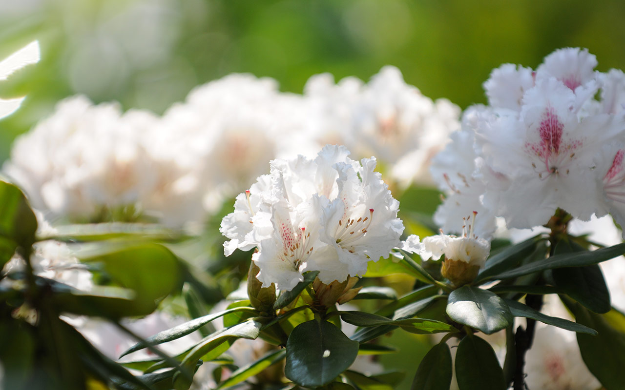 Green bush with white flowers