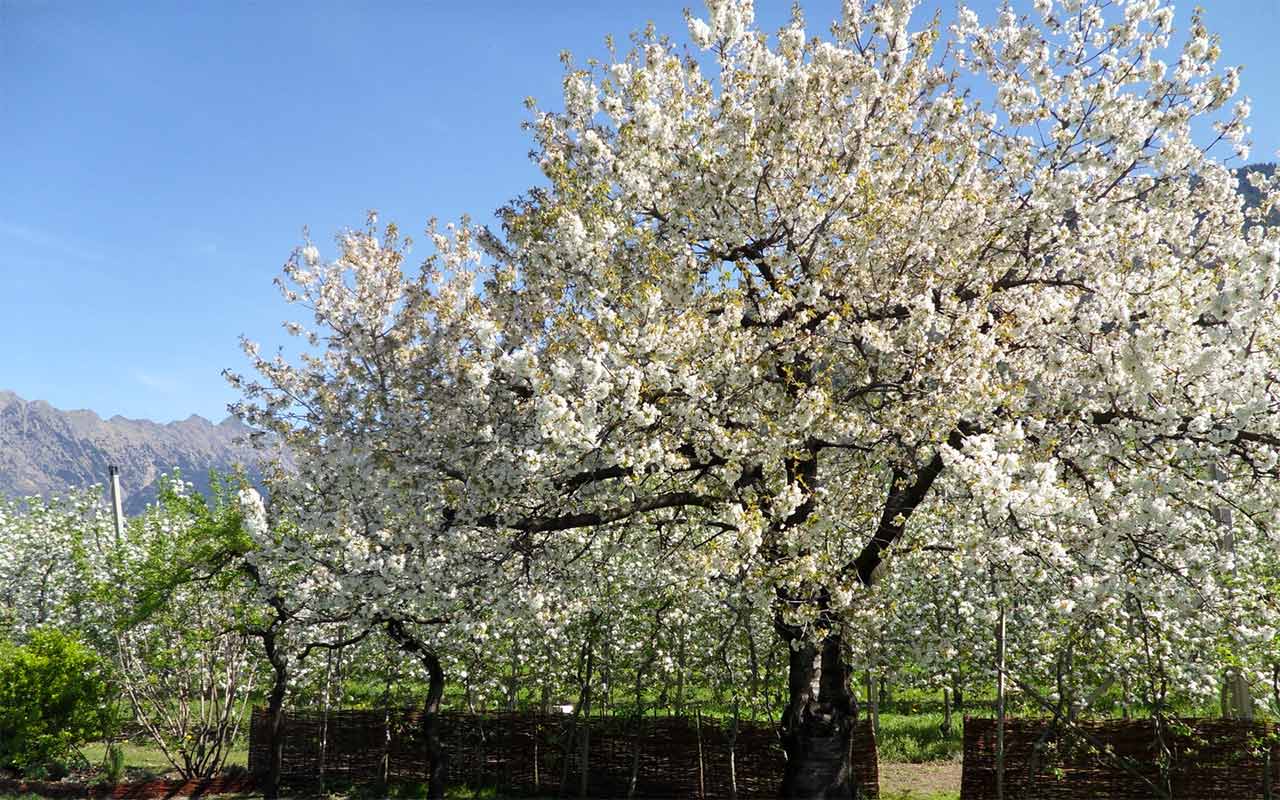 Fila di alberi in fioritura con fiori bianchi